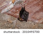 A horseshoe bat, Murcielago de herradura with a baby