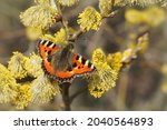 Closeup of a small tortoiseshell butterfly, Aglais urticae , eating pollen of a Goat  Willow, Salix caprea in he springtime