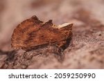Small photo of Closeup on the brown coxcomb prominent month, Ptilodon capucina sitting on a piece of wood