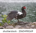 A Shallow Focus Of A Muscovy...