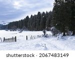 A scenery of a snowy conifer forest on a cloudy winter day