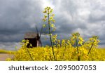 The Yellow Rapeseed Flowers...