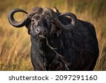 An African Buffalo In A Field...