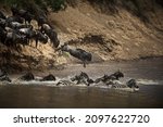 Small photo of A confusion of wildebeests and zeal of zebras jumping into the water in Masai Mara, Kenya