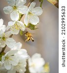 Small photo of Wild cherry blossoms with a bee coming around under the sunlight