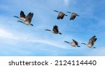 A Flock Of Canada Geese Flying...