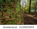 Small photo of A closeup of a Tree trunk with a distinct texture of bark covered with lichens and fungi