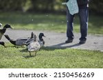 A beautiful shot of an adult man feeding ducks in the park on a beautiful sunny day