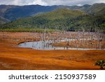 Small photo of Drowned forest in Blue River Provincial Park, Southern Province, New Caledonia