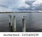 Seagulls On Boat Docking Posts...