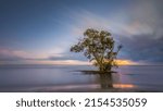 Small photo of A lone tree at the Nudge Beach Brisbane Queensland