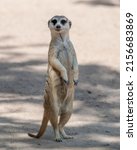 A Vertical Shot Of A Meerkat