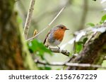 A closeup shot of a European robin bird perched on a branch
