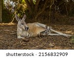A Mother Kangaroo And Its Joey...