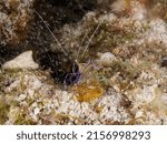 Small photo of An underwater scene with pederson cleaner shrimp