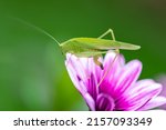 A Grasshopper On A Purple...