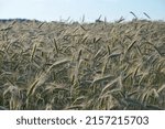 Small photo of A closeup shot of a large field of triticale as a background