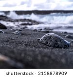 A Closeup Shot Of A Rock On The ...