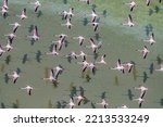 A group of Lesser flamingos flying over a soda lake in the Rift Valley, Kenya