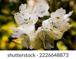 Small photo of SEATTLE, UNITED STATES - Apr 24, 2022: A closeup of beautiful Rhododendron decorum flowers in a garden