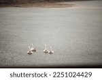 A Beautiful Shot Of White Ducks ...