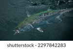 Small photo of A top view of green and gray Little tunny fish swimming in the water near the surface