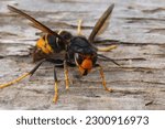 Detailed closeup on a dark colored invasive worker Asian hornet , Vespa velutina sitting on wood