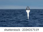 Small photo of A majestic plunge diving gannet. Morus bassanus.