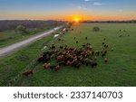 Small photo of beautiful sunset in a field in Argentina, the cows graze freely.
