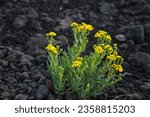 Small photo of The yellow coast groundsel (Senecio pinnatifolius) flowers growing on the rocks