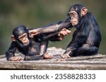 Small photo of A closeup view of two funny young African chimpanzees fighting and having fun
