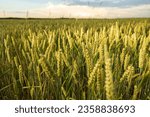 Scenic view of common wheat field on a sunny day