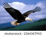 A majestic bald eagle soaring majestically through the air, its wide wingspan creating an impressive silhouette against the bright blue sky