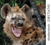A closeup of two hyenas  one of ...
