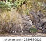 Small photo of An elegant mule deer stands in a sun-drenched desert landscape, surrounded by lush vegetation and vibrant shrubbery