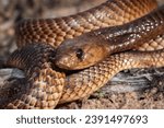 A closeup shot of a Cape Cobra (Naja nivea), a highly venomous snake from South Africa