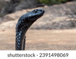 A Black Spitting Cobra (Naja nigricincta woodi), a highly venomous snake from South Africa