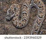 Small photo of A Horned Adder (Bitis caudalis), a venomous species from South Africa