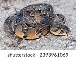Small photo of A Puff Adder (Bitis arietans), a highly venomous snake from South Africa