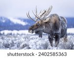 A majestic moose is resting in a tranquil wintery landscape, featuring a snow-covered field