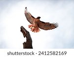 A red tailed hawk flying from a ...