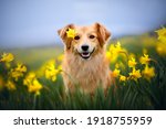 Smilling dog is sitting between yellow flowers with a flower on his head. Dog in springtime.