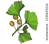 Vector Isolated Ginkgo...