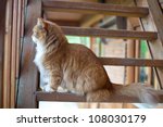 Red Fluffy Cat On Stairs Of An...