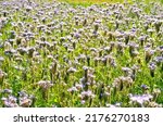 Small photo of Phacelia tanacetifolia (known as lacy phacelia, blue tansy or purple tansy), arable plant also honey plant with purple flowers