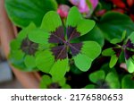 Four Leaf Clover   A Symbol Of...