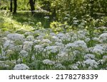White Flowering Umbels Of...