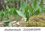 Small photo of wole flowers liles od the valley (Convallaria majalis, known as May bells, Our Lady's tears, Mary's tears, muguet, Apollinaris, glovewort) on the forest, lily od the valley on Woods on Poland