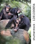 A Group Of Chimpanzee Sitting...