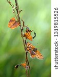 Small photo of Orange Butterfly Melita in the autumn growing among the orange leaves spread its wings